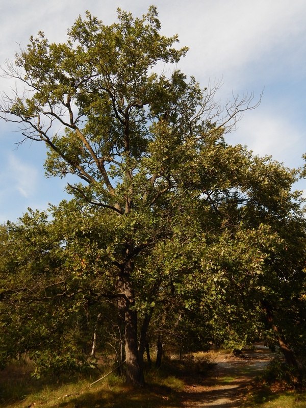 Che tipo di quercia?